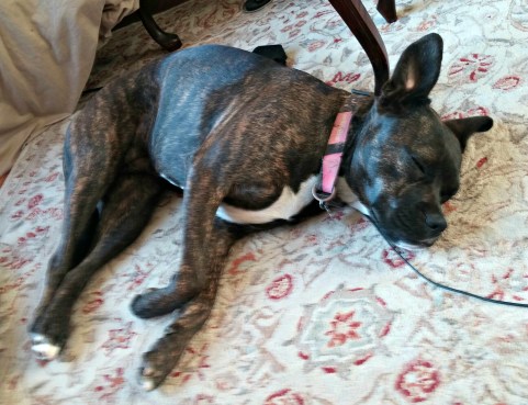 Lucy sleeping in library dec 2017