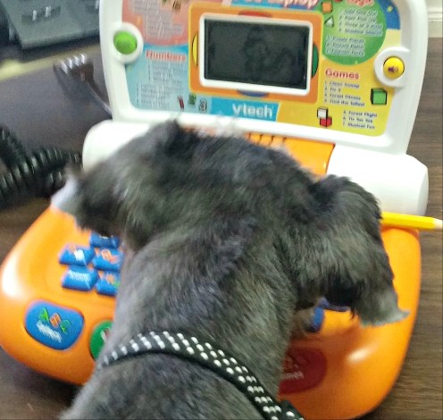 Xena on her puter at St Luke 2
