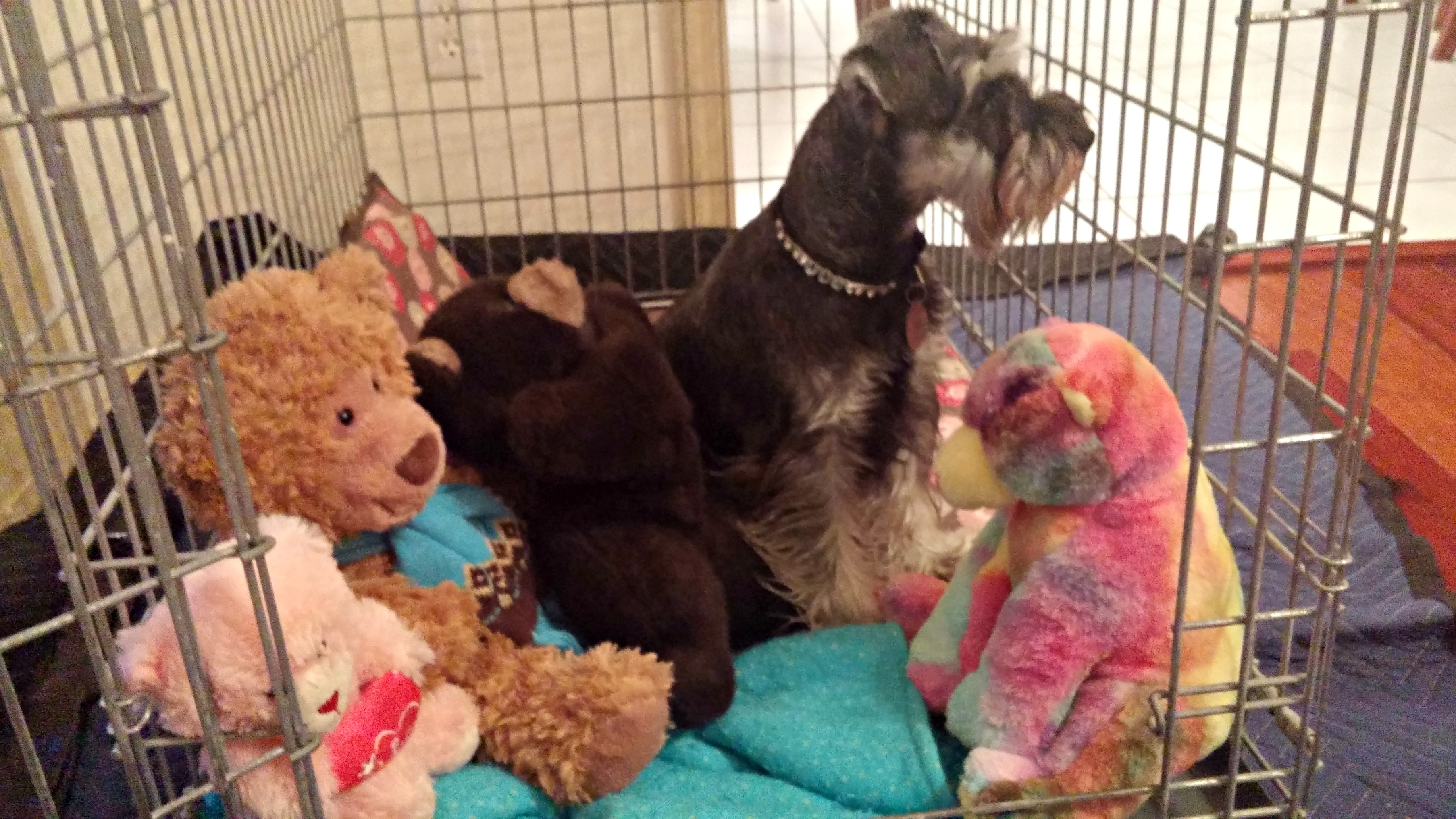 Xena with bears
