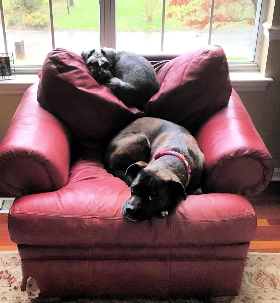 Xena-Lucy on red chair in sun