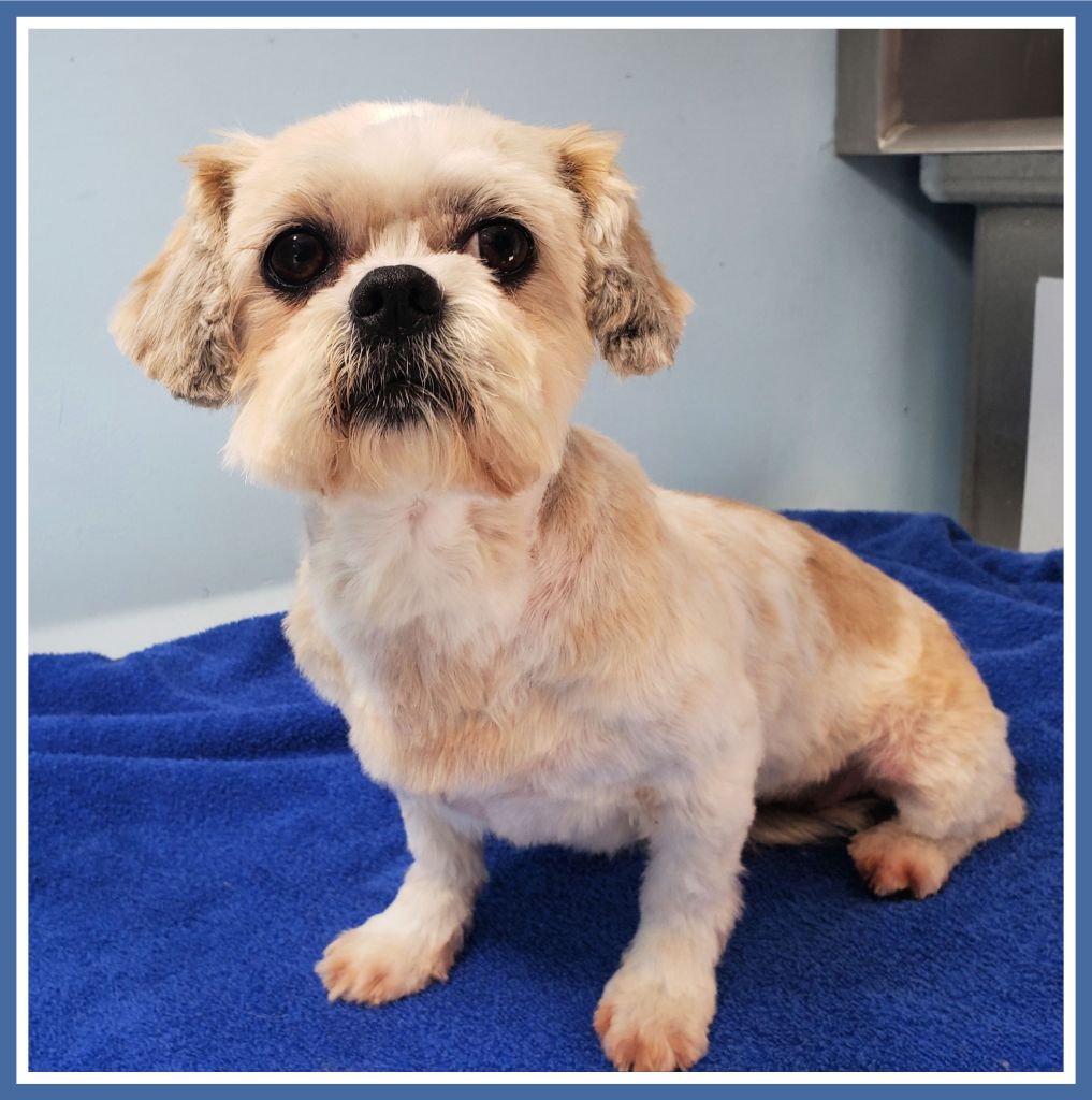 This image has an empty alt attribute; its file name is pebbles-clark-after-groom.jpg