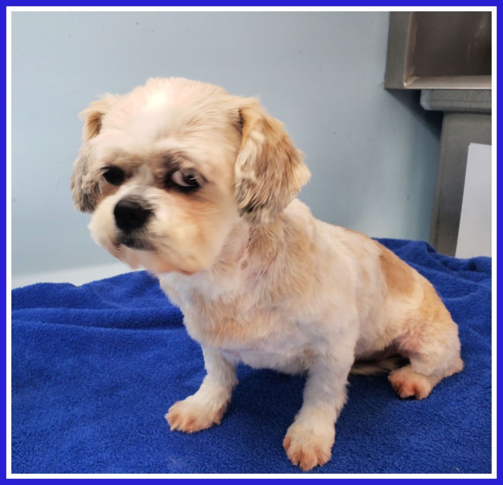 This image has an empty alt attribute; its file name is pebbles-giving-stink-eye.jpg